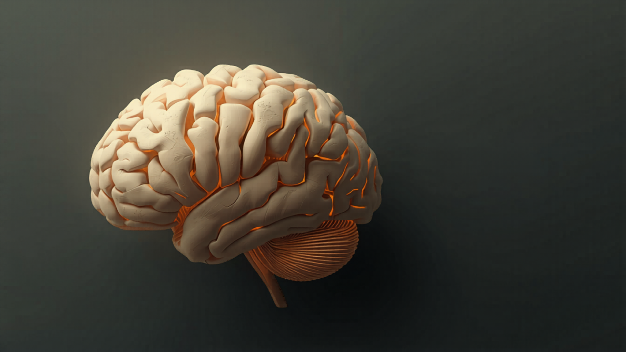 脳みその中に整理されたフォルダがある図
